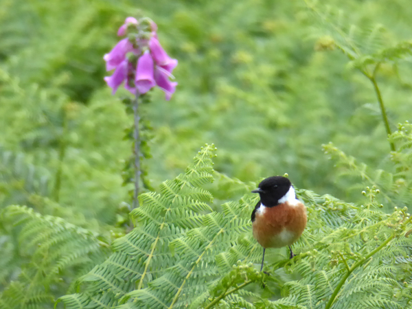 Stonechat